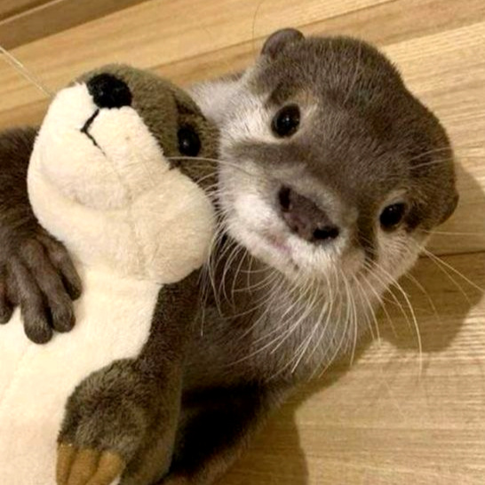 Otters