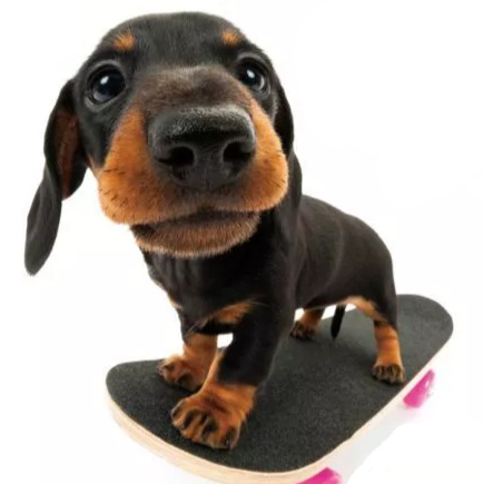 Dachshund Dogs