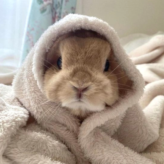 Bunnies