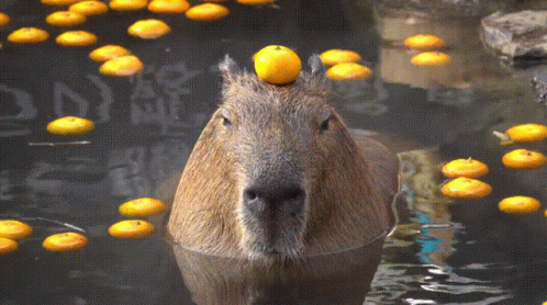Capybaras