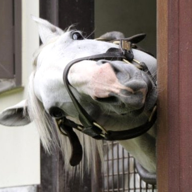 Horses