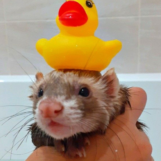 Ferrets