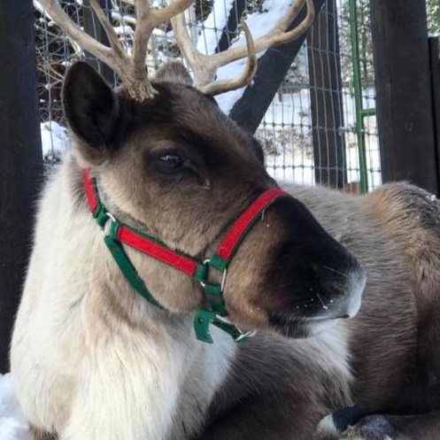 Reindeers
