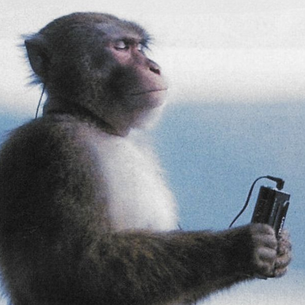 Monkeys & Apes