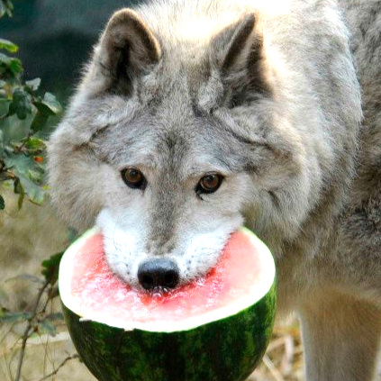 Wolves