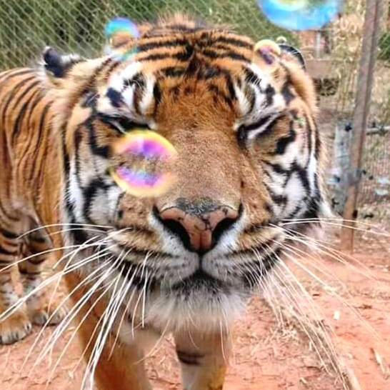 Tigers