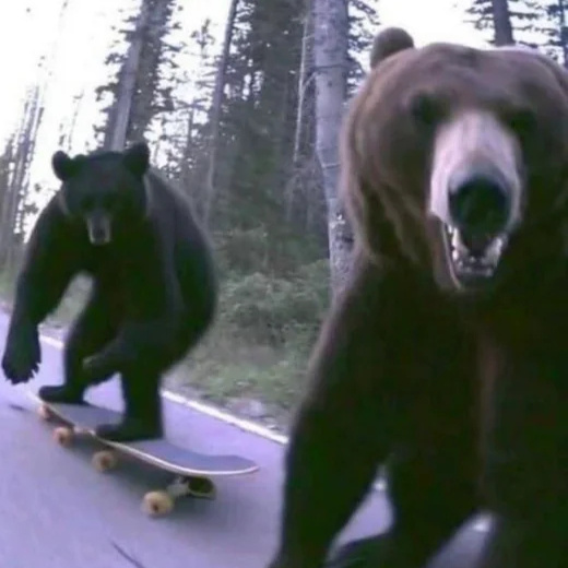 Bears