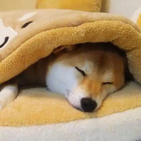 Shiba Inu Dogs