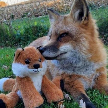 Foxes