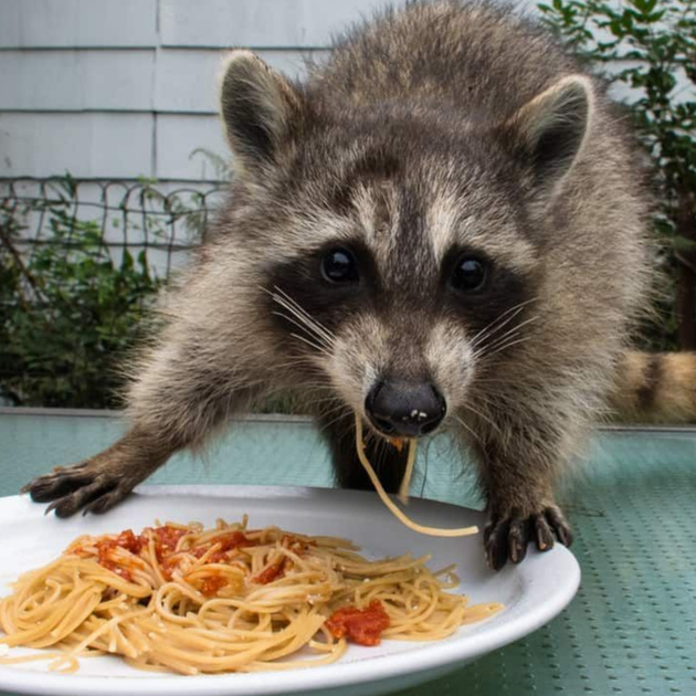 Raccoons