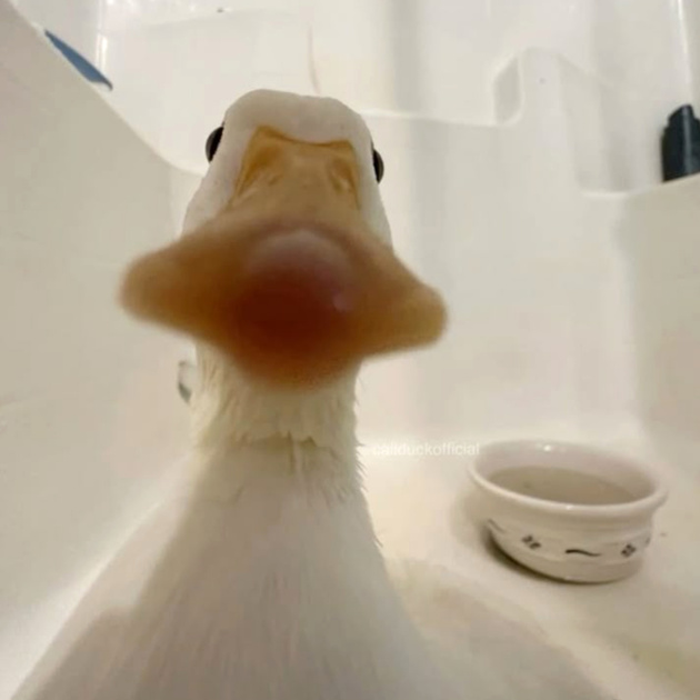 Ducks